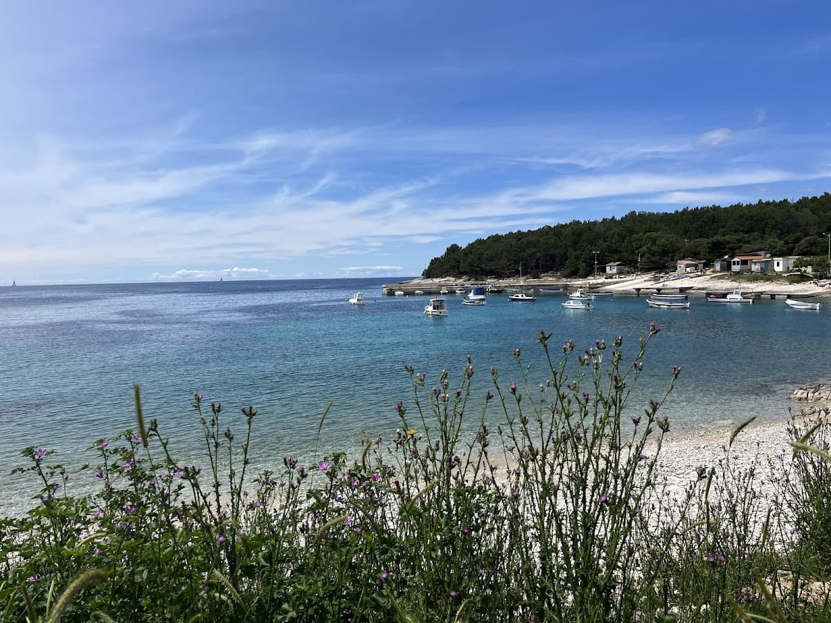 Boats moored in clear blue cove with green hillside and foreground wildflowers under blue sky.