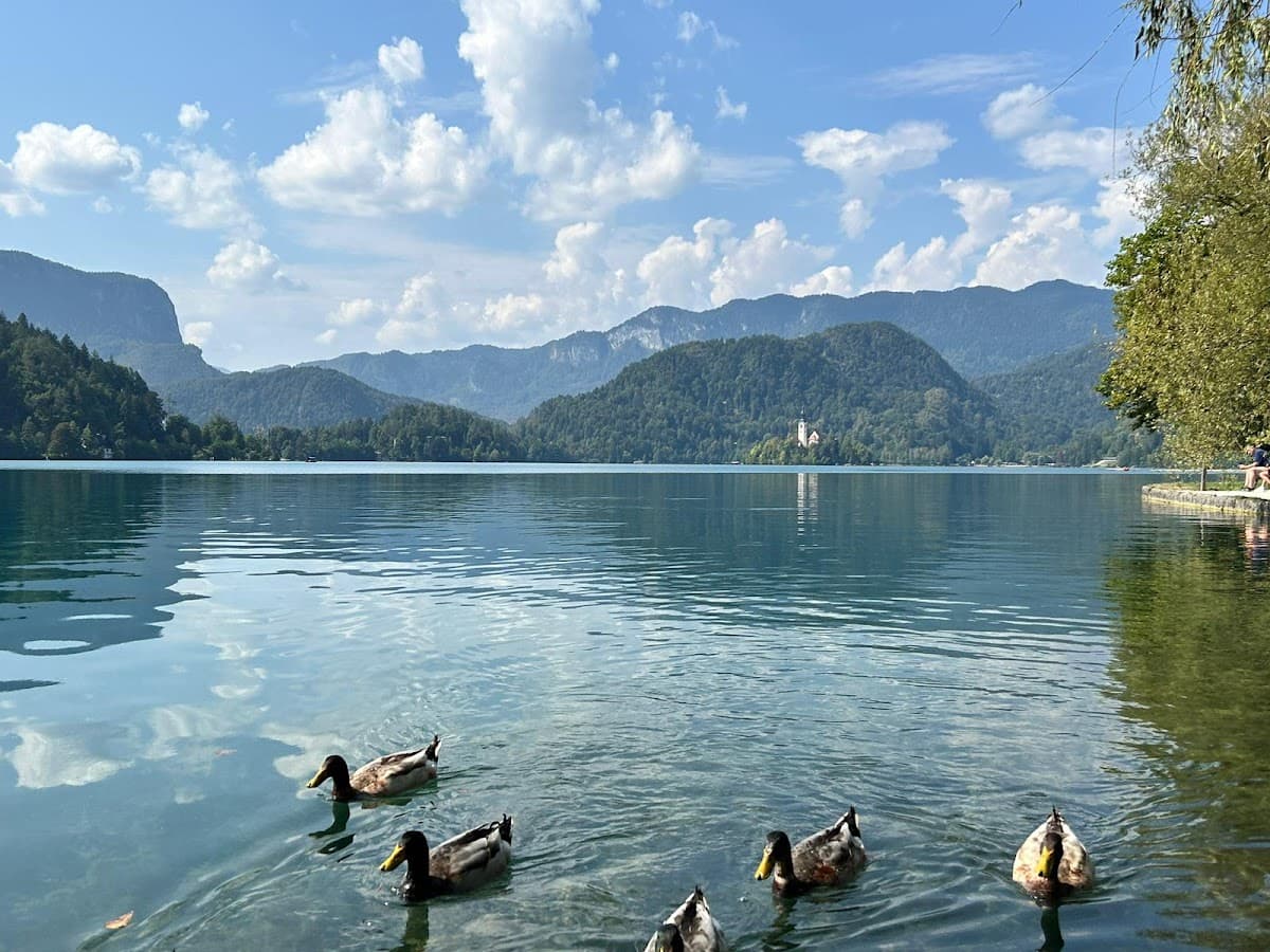 Ducks swimming on Lake Bled with the island church and forested mountains in the background.