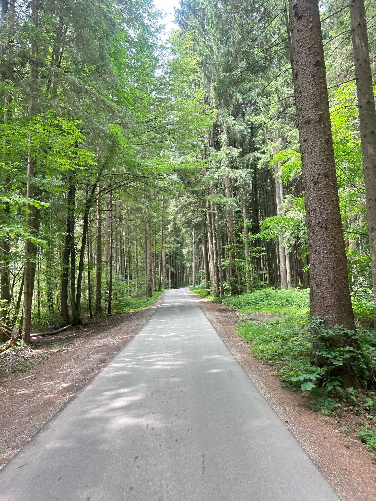 Paved road through dense forest with tall green trees in Pokljuka.