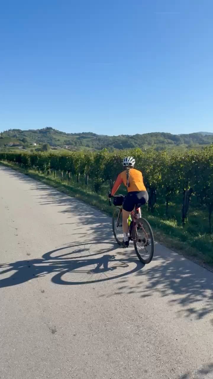 Cyclist riding on paved road alongside vineyard under clear blue sky