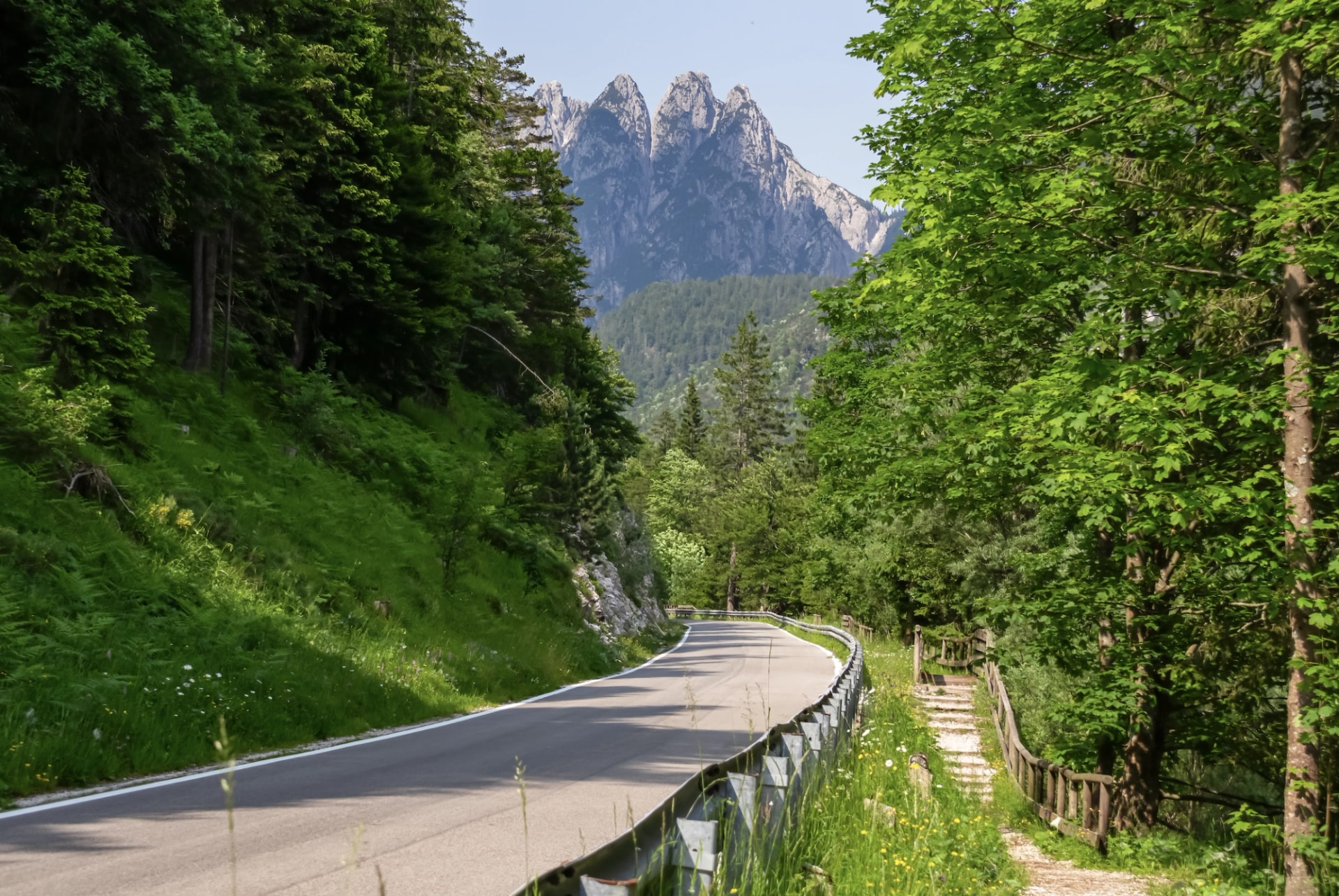 Road through the forest
