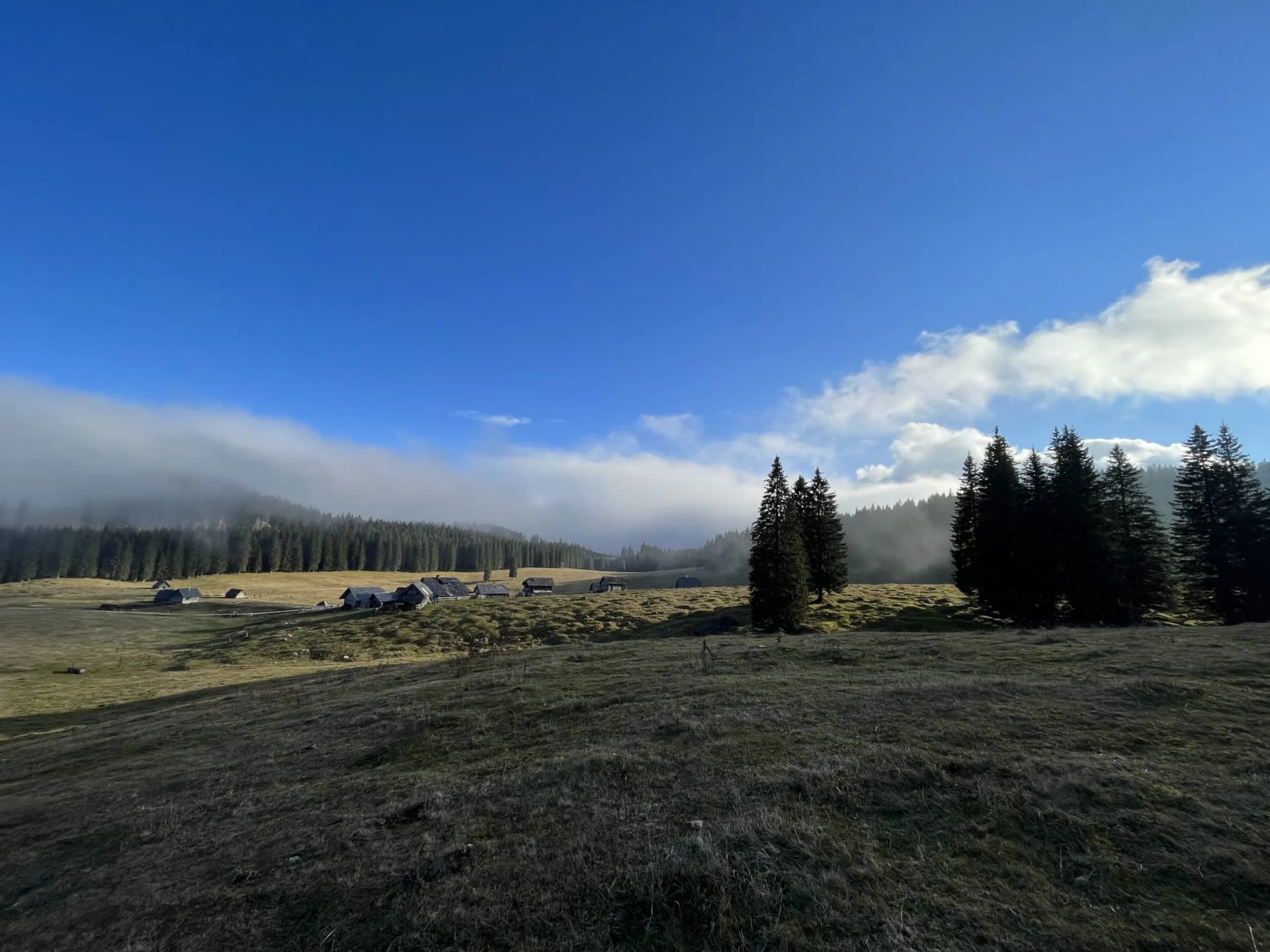 Alpine meadow with wooden huts, dark pines, and low clouds under a bright blue sky at Pokljuka.