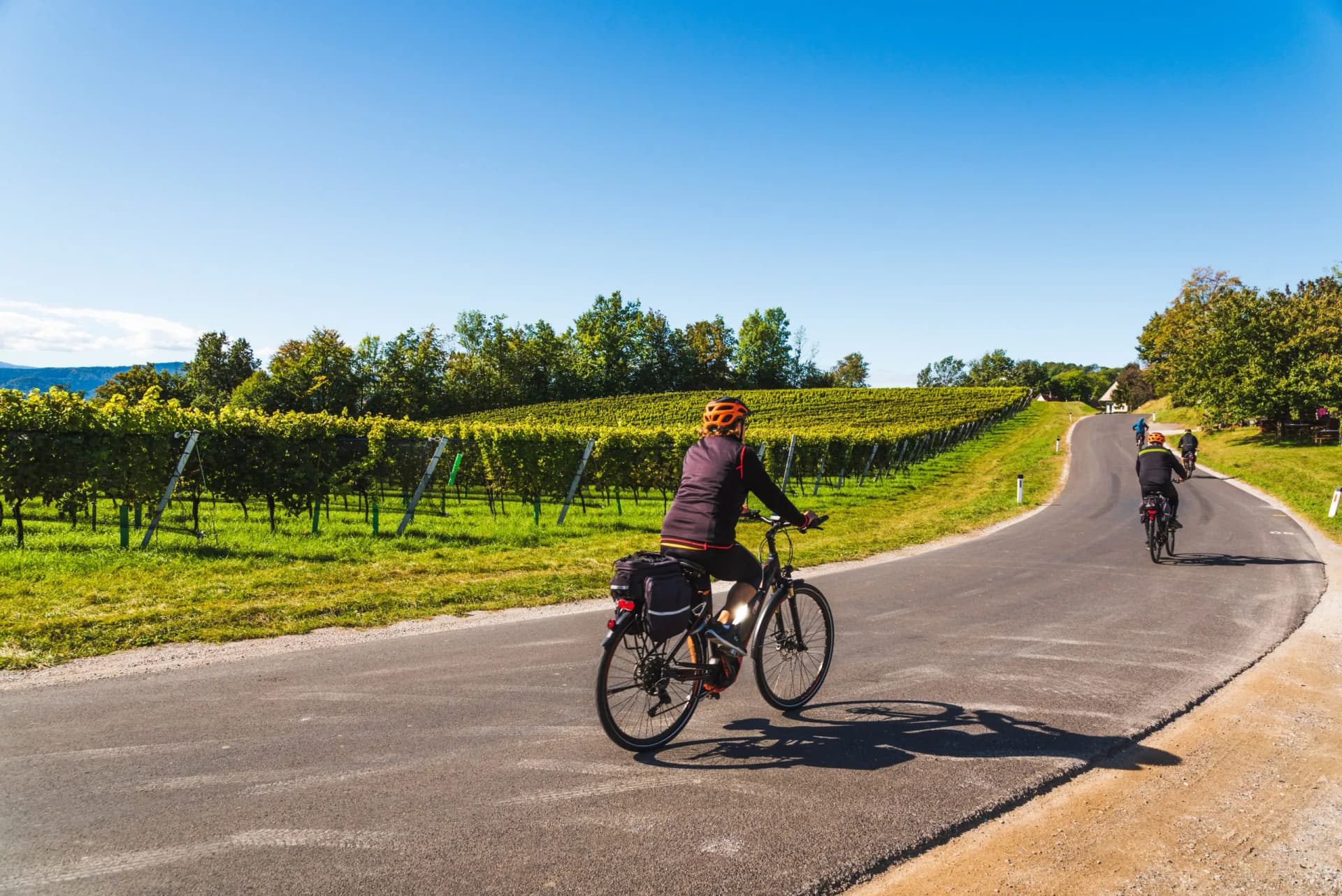 Cyclists riding on road beside lush vineyards under a clear blue sky in Goriška Brda.