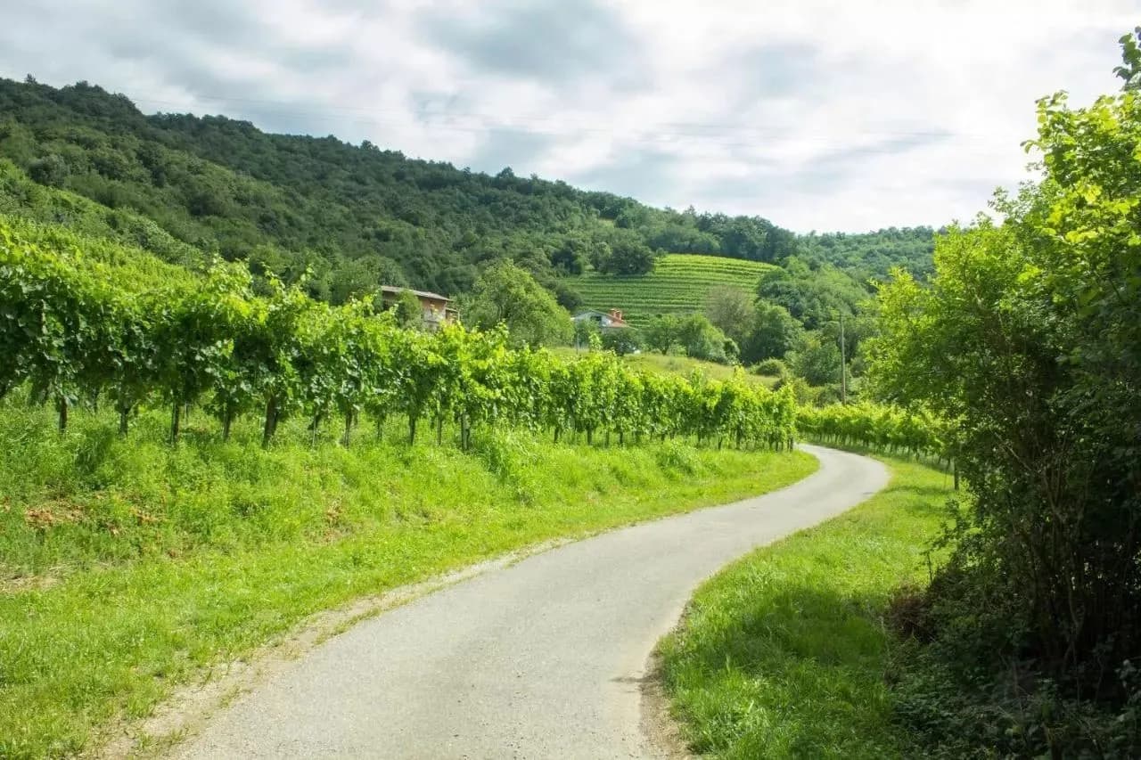 Winding road through lush green vineyards of Goriska Brda hillsides under cloudy sky.