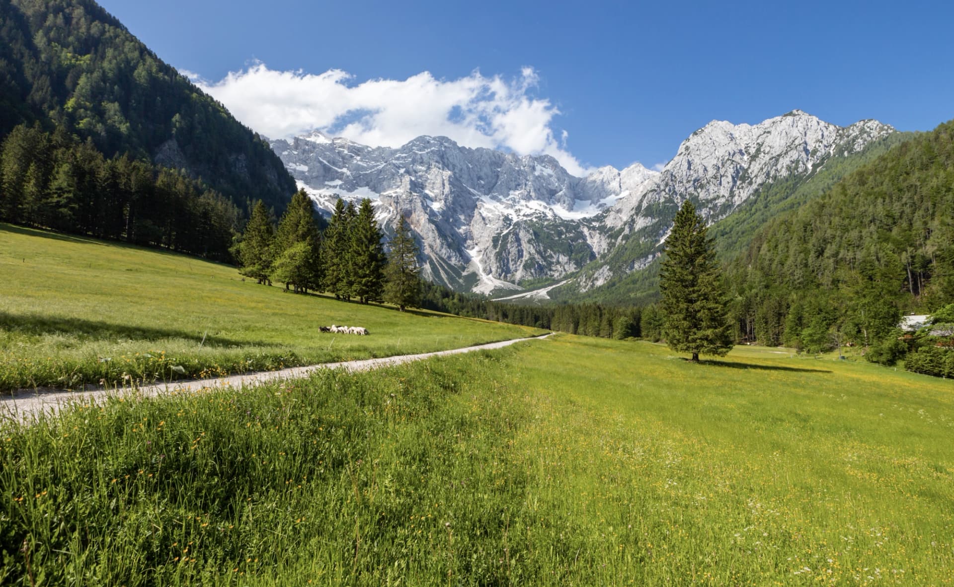 Alpine meadow with grazing sheep, dirt path, and snow-capped mountains under blue sky.