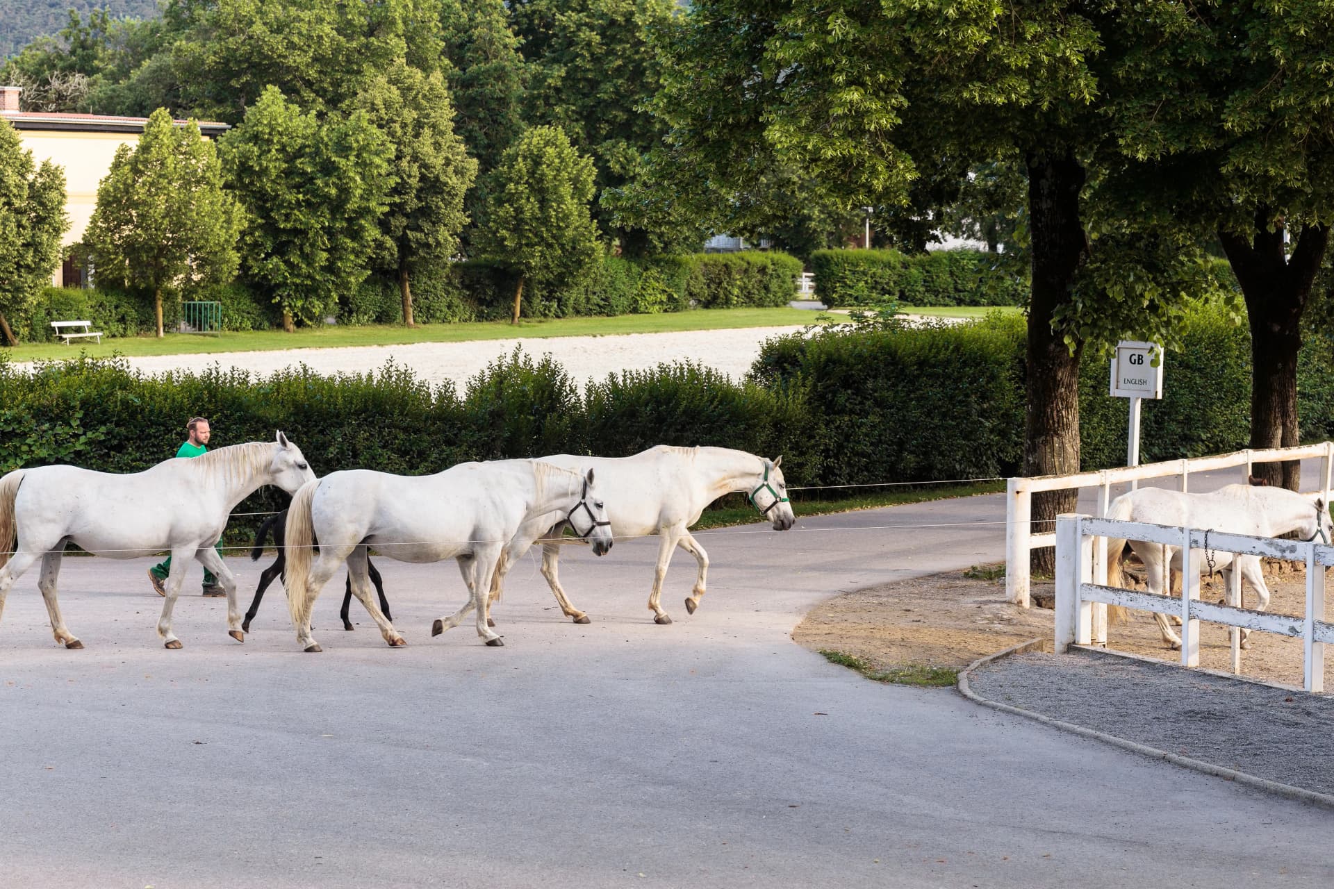 Grooms check and manage the famous Lipizzan horses