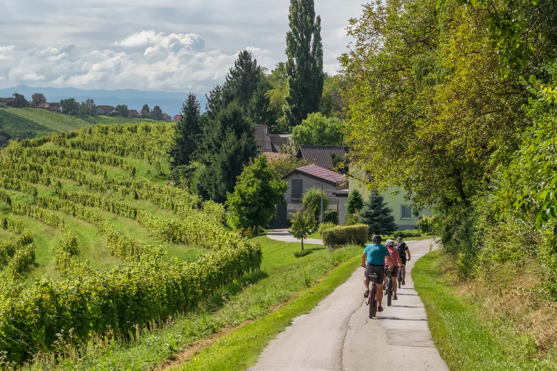 Tourists cycling through vineyards in Jeruzalem wine region, Eastern Slovenia