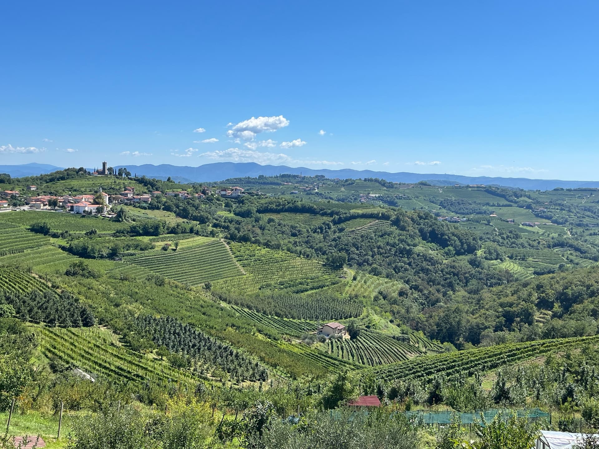 Goriska Brda vineyards and rolling hills under a blue sky