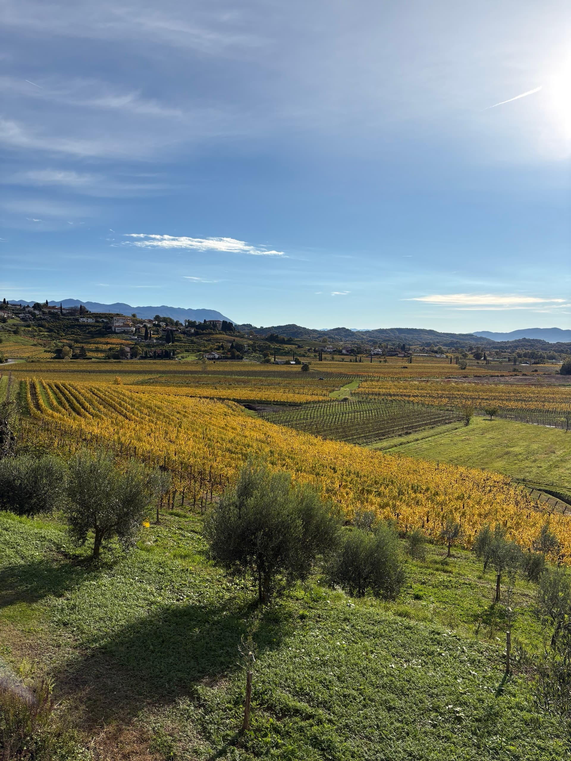 Autumn vineyards and olive trees with rolling hills and distant village under blue sky