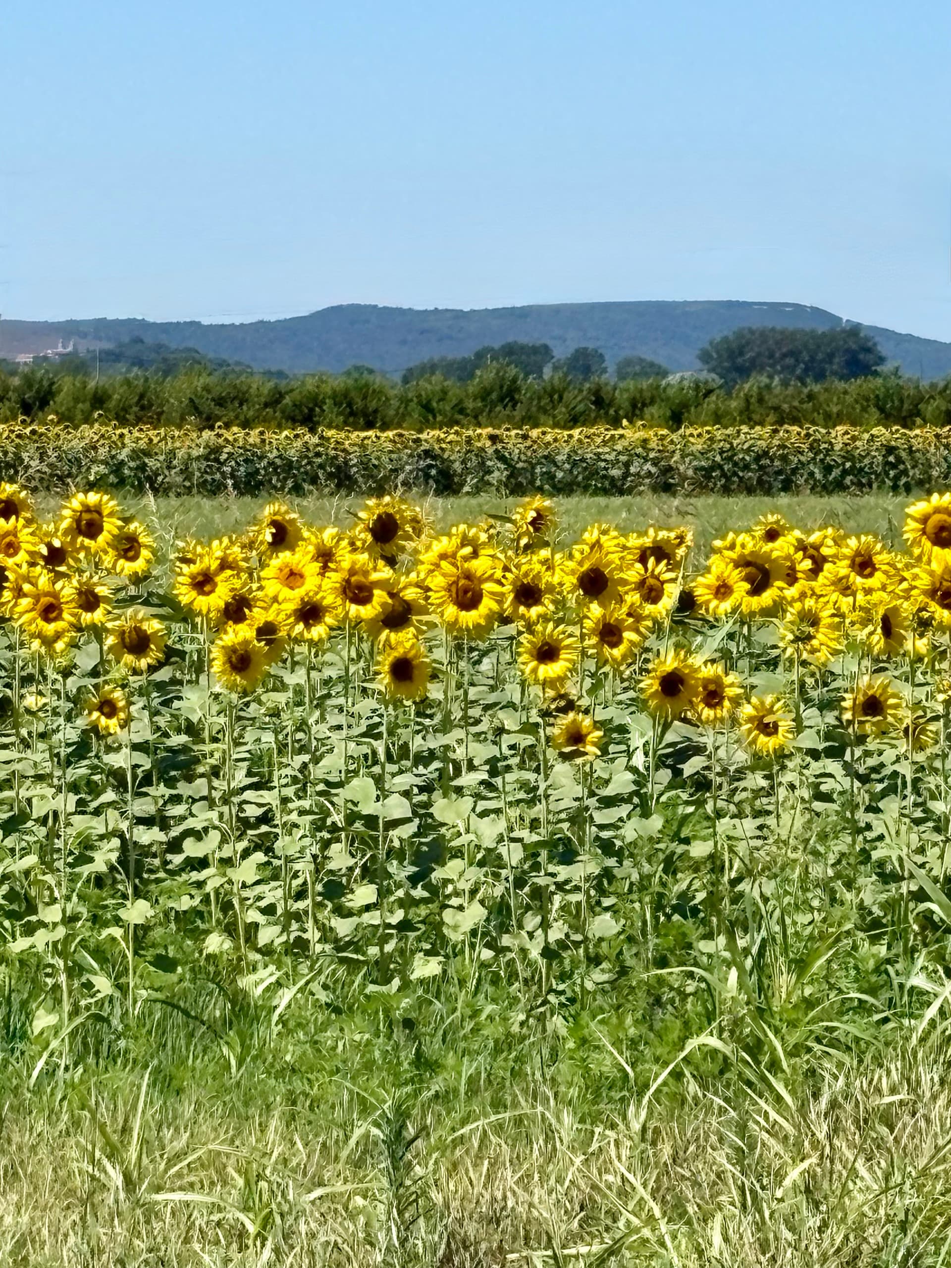 Sunflower field in bloom under a clear blue sky with distant hills
