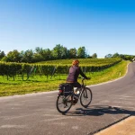 Cyklister på vinvägen, längs gränsen mellan Austra och Slovenien med vinodlingar på hösten.