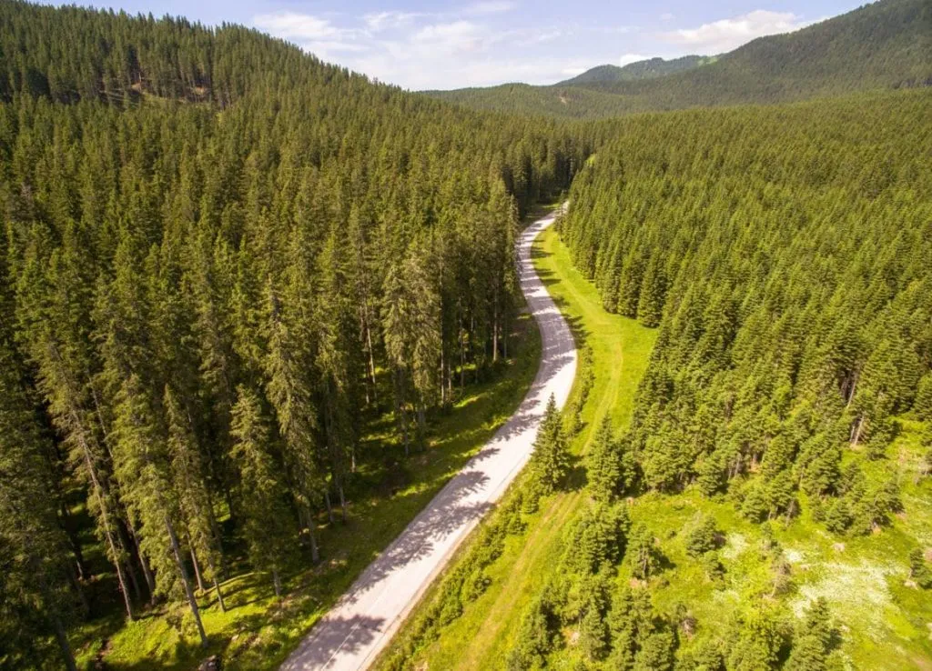 Vidsträckta skogar på Pokljuka-platån