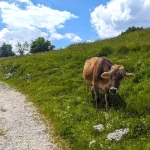 cow on way to stol