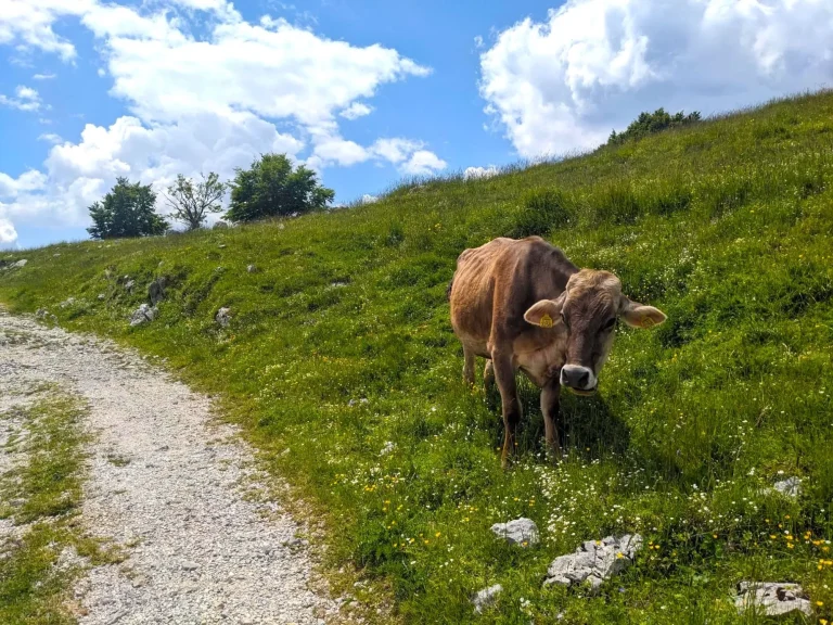 cow on way to stol