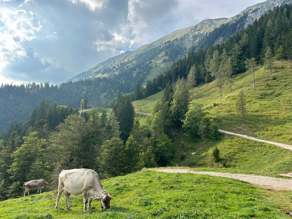 cows and gravel road from bled to tržič