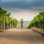 cyclist in vineyard