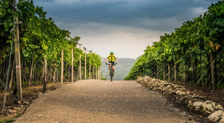 cyclist in vineyard