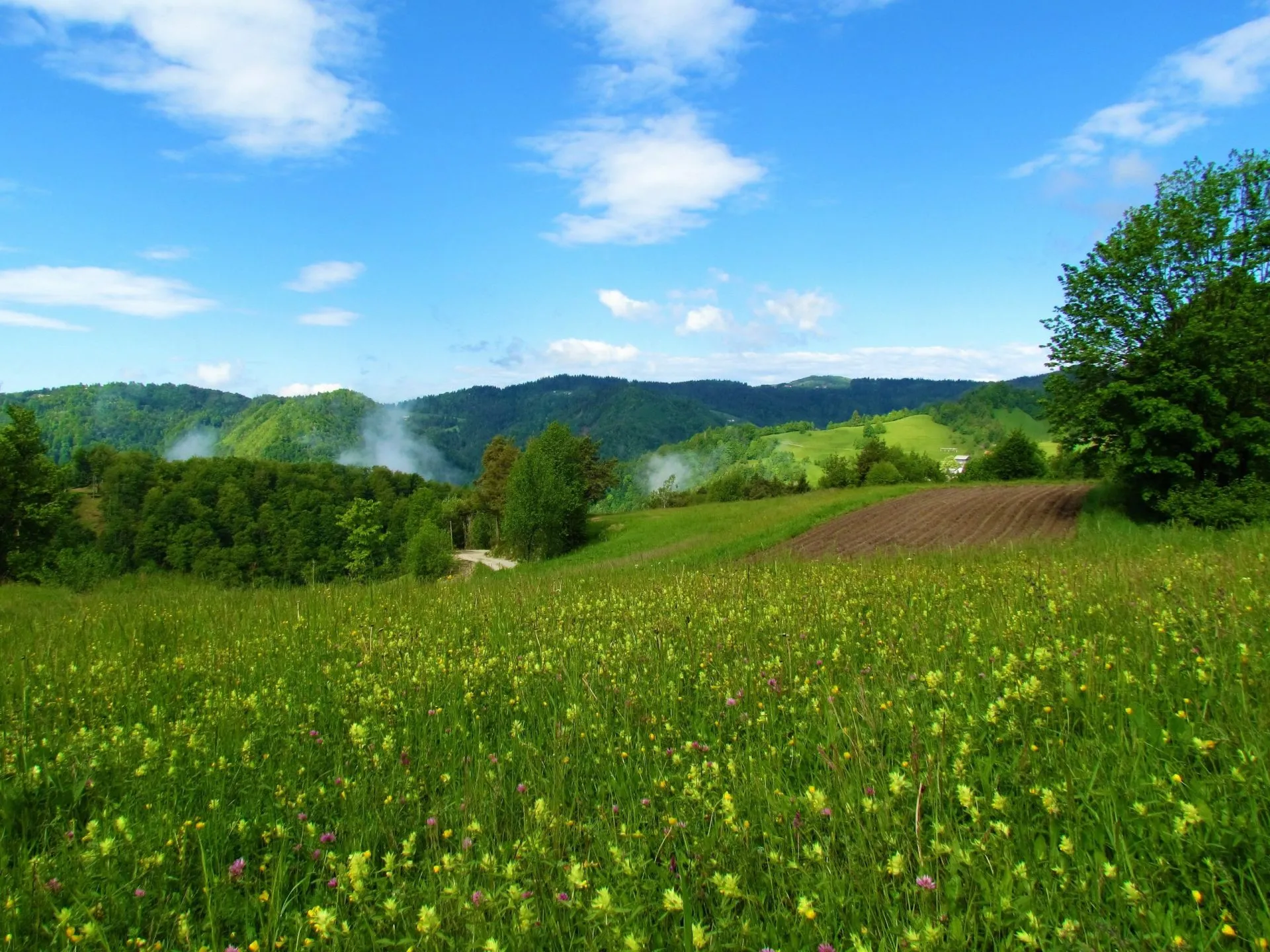 äng täckt av gula blommor och skogsbeklädda kullar bakom i kullarna i polhov gradec i slovenien stockpack adobe stock skalenlig